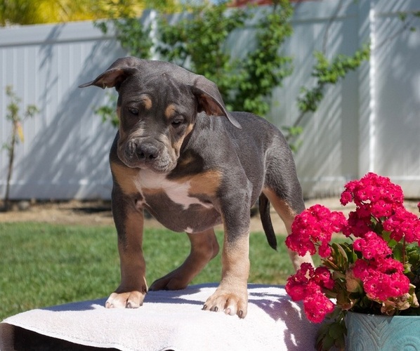 Medium Photo #1 American Bully Puppy For Sale in TEMECULA, CA, USA