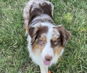 Father of the Alaskan Husky-Australian Shepherd Mix puppies born on 06/10/2025