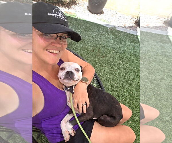 Medium Photo #2 Boston Terrier Puppy For Sale in Huntington Beach, CA, USA