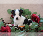 Small Photo #4 Jack Russell Terrier Puppy For Sale in SHILOH, OH, USA