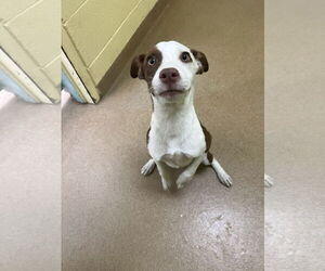 Border Collie-Pointer Mix Dogs for adoption in Rockaway, NJ, USA