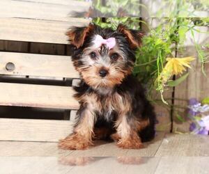 Yorkshire Terrier Puppy for sale in MOUNT VERNON, OH, USA