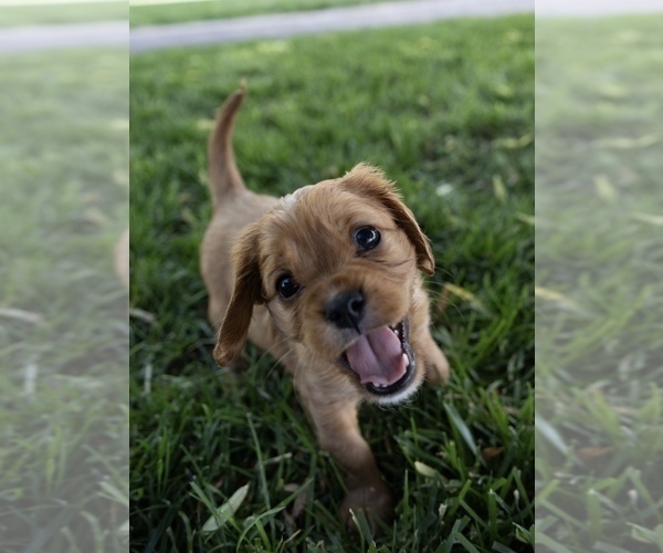 Medium Photo #11 Cavapoo Puppy For Sale in ALBUQUERQUE, NM, USA