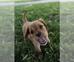 Small Photo #11 Cavapoo Puppy For Sale in ALBUQUERQUE, NM, USA