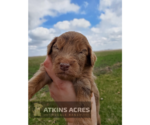 Small Photo #7 Aussie-Poo-Poodle (Standard) Mix Puppy For Sale in CHENOA, IL, USA