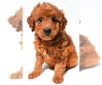 Image preview for Ad Listing. Nickname: MGDs puppies