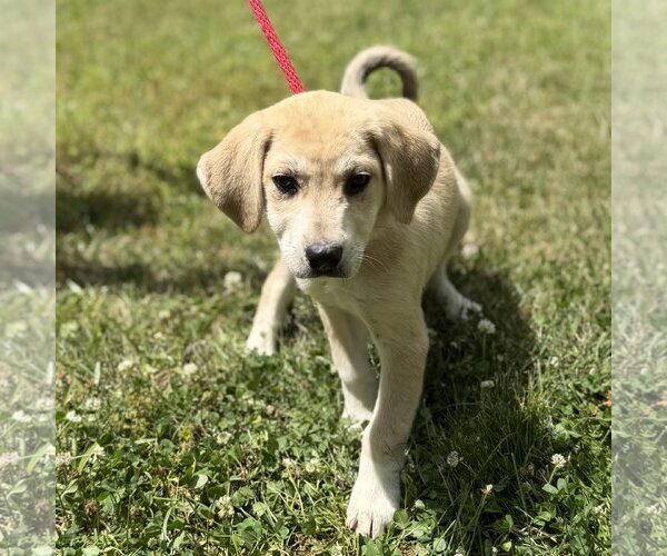 Medium Photo #2 Labrador Retriever Puppy For Sale in Yardley, PA, USA