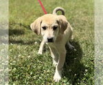 Small #1 Labrador Retriever