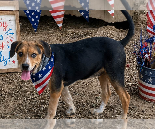 Medium Photo #2 Australian Shepherd Puppy For Sale in Yardley, PA, USA