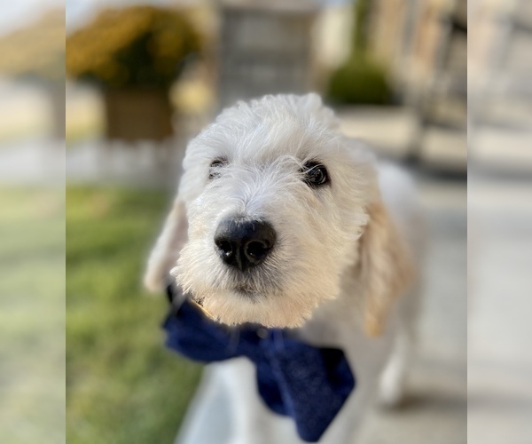 Medium Photo #1 Labradoodle Puppy For Sale in TAHLEQUAH, OK, USA