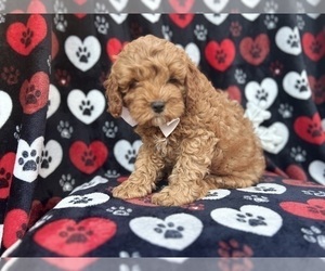 Cavapoo Puppy for sale in LAKELAND, FL, USA