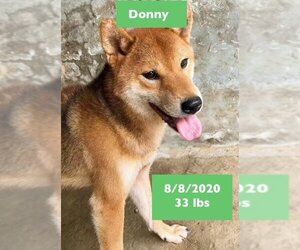 Shiba Inu Dogs for adoption in West Hollywood, CA, USA