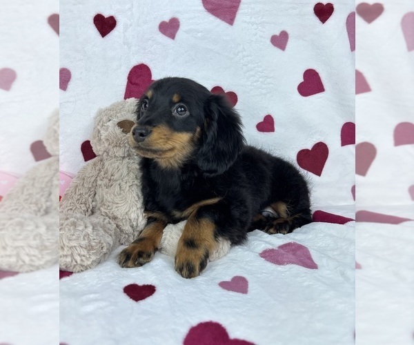 Medium Photo #4 Dachshund Puppy For Sale in GREENFIELD, IN, USA