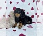 Small #3 Dachshund