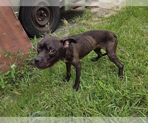American Pit Bull Terrier-Unknown Mix Dogs for adoption in Houston, TX, USA