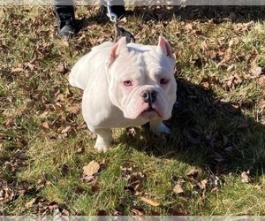 Mother of the American Bully puppies born on 12/08/2022