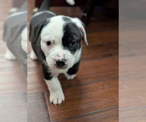 American Staffordshire Terrier-Unknown Mix Dogs for adoption in Holly Springs, NC, USA