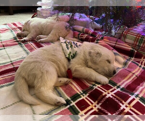 Medium Photo #10 Anatolian Pyrenees Puppy For Sale in CULDESAC, ID, USA