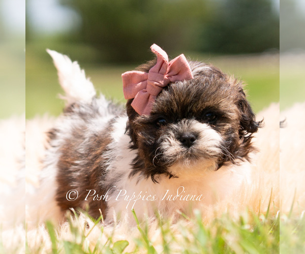 Medium Photo #2 Shih Tzu Puppy For Sale in WARSAW, IN, USA