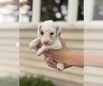 Small #6 Goldendoodle (Miniature)