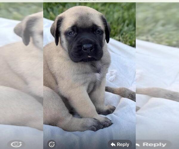 Medium Photo #3 Mastiff Puppy For Sale in ATWATER, CA, USA