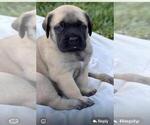 Small #2 Mastiff