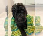 Puppy 3 Bernedoodle