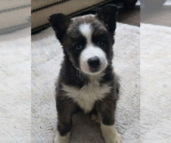 Medium Photo #1 Aussie Siberian Puppy For Sale in Lakewood, CO, USA