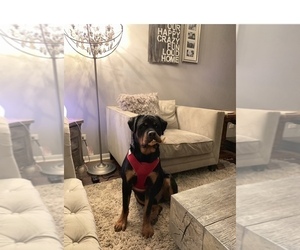 Rottweiler Puppy for sale in GLENDALE HEIGHTS, IL, USA