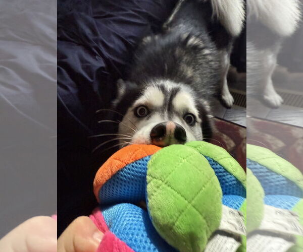 Medium Photo #3 Siberian Husky Puppy For Sale in Cedar Crest, NM, USA