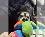 Small #2 Siberian Husky