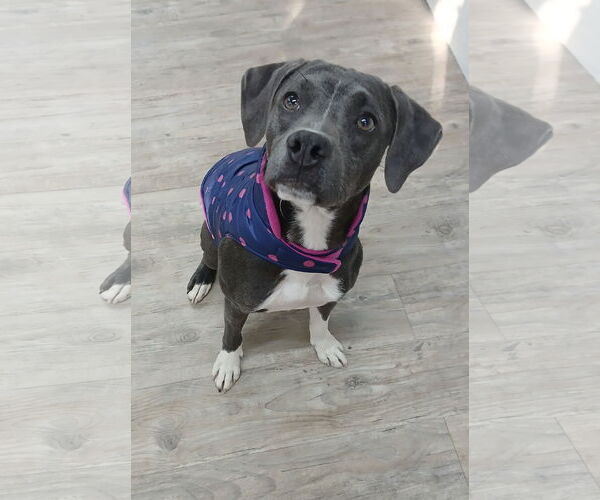 Medium Photo #7 Mutt Puppy For Sale in Murfreesboro, NC, USA