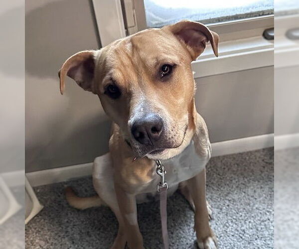 Medium Photo #7 Mutt Puppy For Sale in Fargo, ND, USA