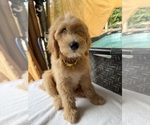 Small #3 Goldendoodle (Miniature)