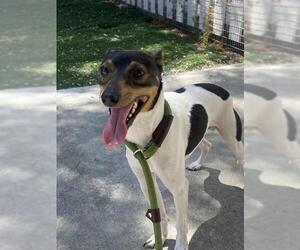 - Mix Dogs for adoption in Fremont, CA, USA