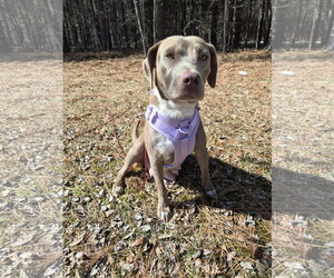 Zoey (Momma) - Female Labrador Retriever-Unknown Mix Dog for Adoption - Photo #6
