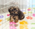 Ginger - Female Cavapoo (Miniature)-Poodle (Toy) Mix Puppy for Sale - Photo #5