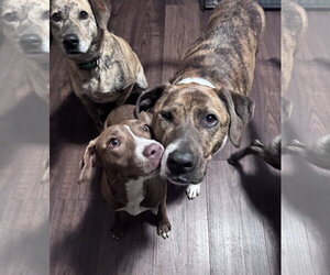 Kiwi - Female Mutt Dog for Adoption - Photo #20