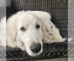 Small #3 Golden Pyrenees