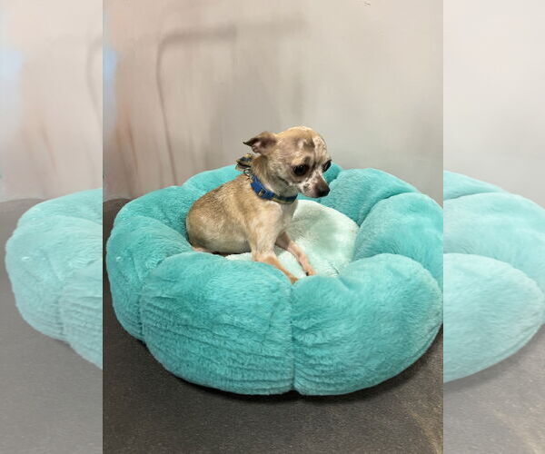 Medium Photo #1 Chihuahua Puppy For Sale in Pipe Creek, TX, USA