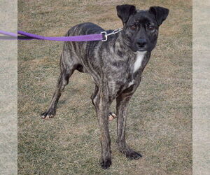 Mateo - Male Boxer-Unknown Mix Dog for Adoption - Photo #3