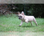 Small Photo #57 French Bulldog Puppy For Sale in TACOMA, WA, USA