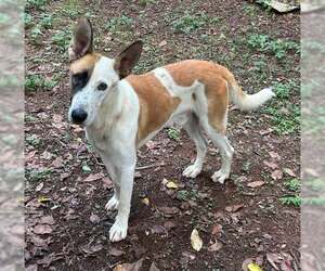 Panda - Male German Shepherd Dog Dog for Adoption - Photo #2