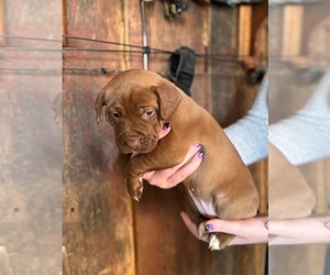 American French Bull Terrier-Labrador Retriever Mix Puppy for sale in DIXON, IL, USA