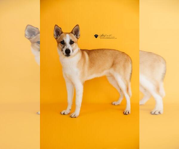 Medium Photo #1 Shiba Inu-Unknown Mix Puppy For Sale in McKinney, TX, USA