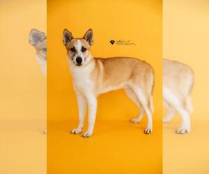 Shiba Inu-Unknown Mix Dogs for adoption in McKinney, TX, USA