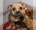 Small American Staffordshire Terrier