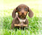 Small #2 Dachshund