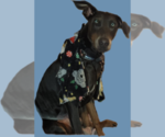 Small Photo #1 Doberman Pinscher Puppy For Sale in CLINTON, OH, USA