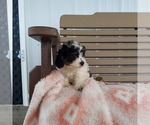 Small Photo #3 Cavapoo Puppy For Sale in FRYTOWN, IA, USA